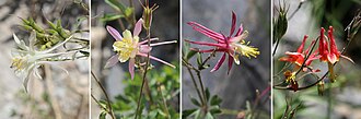 Transition of hybrid forms between the white A. pubescens and the red-and-yellow A. formosa