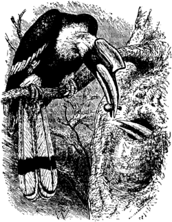 Male hornbill transfers a fig to the female.[20]