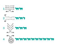 Efficiency of four different milking parlors. Bali-Style 50 cows/hSwingover 60 cows/hHerringbone 75 cows/hRotary 250 cows/h