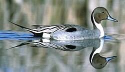 Northern pintail skeletons have been found high in the Himalayas