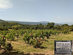 Vineyard at an altitude of 1300 metres in Cerdanya, France.[3]