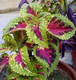 Cultivar of Coleus scutellarioides