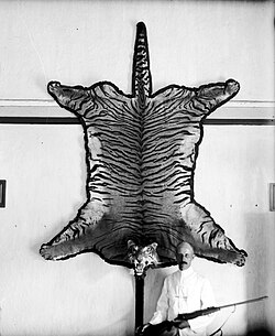 Tiger rug displayed on wall behind a man with a gun