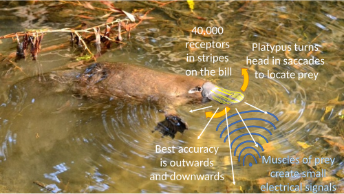 The platypus has secondarily acquired electroreception. Its receptors are arranged in stripes on its bill, giving it high sensitivity to the sides and below; it makes quick turns of its head as it swims to detect prey.[41]