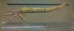 Regeneration from an arm