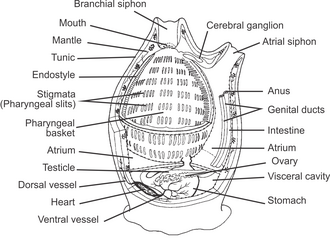 Internal anatomy of a generalised tunicate