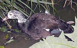 The rare white-winged duck, a species of unclear affiliation