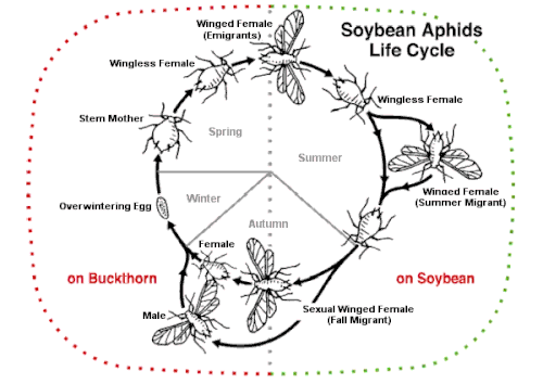Aphid populations are often entirely female during the summer, with sexual reproduction only to produce eggs for overwintering.