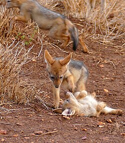 Black-backed jackal pups playing