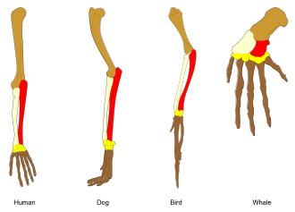 The principle of homology: The biological relationships (shown by colours) of the bones in the forelimbs of vertebrates were used by Charles Darwin as an argument in favor of evolution.