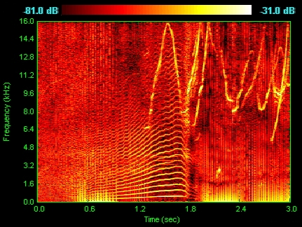 Spectrogram of dolphin vocalizations. Whistles, whines, and clicks are visible as upside down V's, horizontal striations, and vertical lines, respectively.