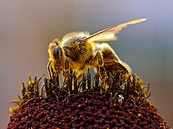 A forager collecting pollen