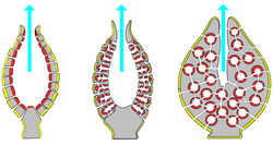 Fig. 13. Diagram representing the body structure of Porifera. The diagram shows the mechanism of water uptake for sponges. Yellow: pinacocytes, red: choanocytes, grey: mesohyl, pale blue: water flow