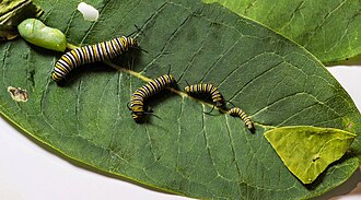 Sequential stages of monarch development - an egg, five caterpillars, and a chrysalis on common milkweed leaves