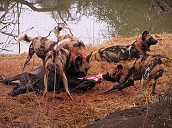 African wild dog pack consuming a blue wildebeest in Madikwe Game Reserve, South Africa
