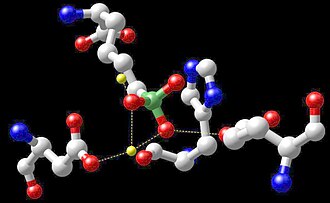 Reactive center of arginase with boronic acid inhibitor – the manganese atoms are shown in yellow.
