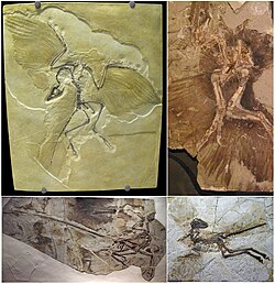 Various feathered non-avian dinosaurs, including Archaeopteryx, Anchiornis, Microraptor and Zhenyuanlong