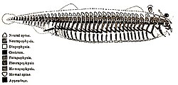 Sir Richard Owen's 1847 illustration of the archetypal vertebrate skeleton