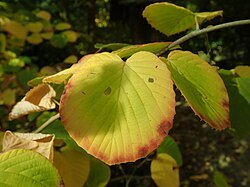 The trinominal name of this subspecies of the Chinese winter hazel is Corylopsis sinensis f. calvescens.