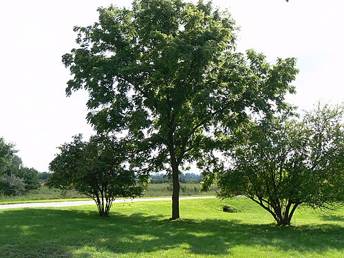 The black walnut secretes a chemical from its root that harms neighboring plants, an example of competitive antagonism.