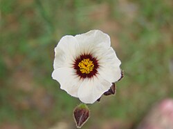 Sida linifolia