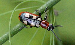 A horticultural pest, the common asparagus beetle is a regular prey item