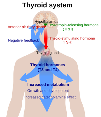 The thyroid system of the thyroid hormones T3 and T4