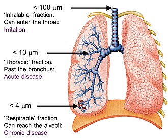 Penetration of airborne particulate matter into the lungs depends on size[3]