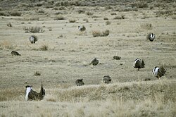 Greater sage-grouse lek males perform a courtship "strutting" display for visiting females.