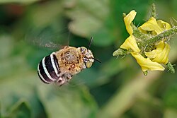 Amegilla cingulata—a subfamily Apinae digger bee species, of Australian blue banded bees, approaching tomato flower