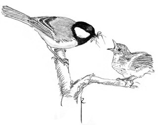 Great tit feeding its young with an insect