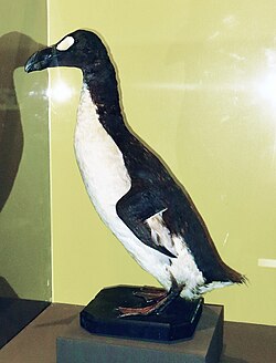 A taxidermized Great Auk