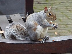 The eastern gray squirrel is considered an invasive species in the UK (Bunhill Fields, London)