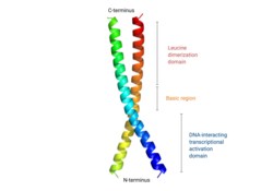 Protein structure