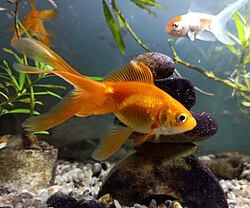 Goldfish have tetrachromacy.