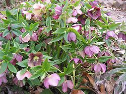 H. × hybridus in a garden
