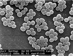 Staphylococcus aureus bacteria magnified about 10,000×