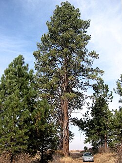 Open ponderosa pine woodlands are a habitat for pygmy nuthatch.