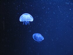 Moon jellyfishes can live in northern hemisphere seas,[103][104] such as the Baltic Sea.[105][106]