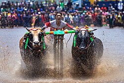 Karapan sapi is a Madurese traditional bull racing festival.