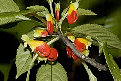 Congo cockatoo (I. niamniamensis)