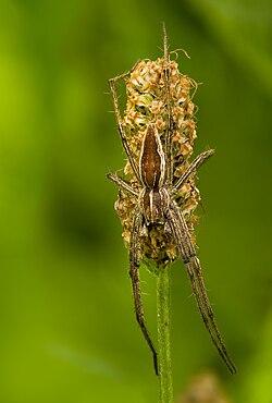 Pisaura mirabilis on Plantago lanceolata inflorescence