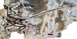 Fossil of Microraptor gui includes impressions of feathered wings (see arrows)