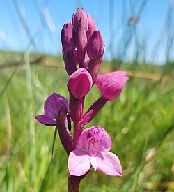 Disa afra