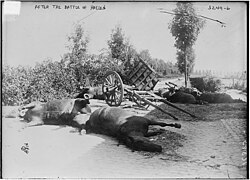 Dead German cavalry horses after the Battle of Halen – where the Belgian cavalry, fighting dismounted, decimated their still mounted German counterparts