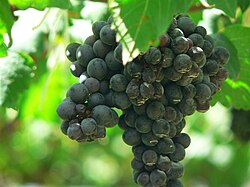 Clusters of Syrah grapes