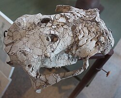 Glyptotherium skull with probable S. fatalis bite marks, American Museum of Natural History