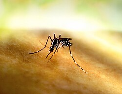During a sting mosquito injects saliva proteins into the human bloodstream, which can cause allergy.