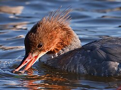 The sawtooth serrations on a common merganser's bill help it to hold tight to its prey, a fish.