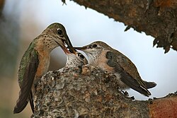 Parents feeding a young calliope hummingbird